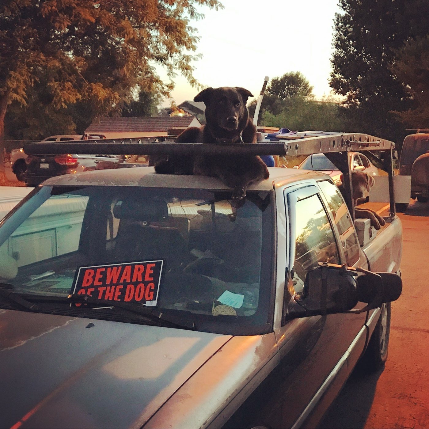 Dog perched on top of a truck above a Beware of the Dog sign