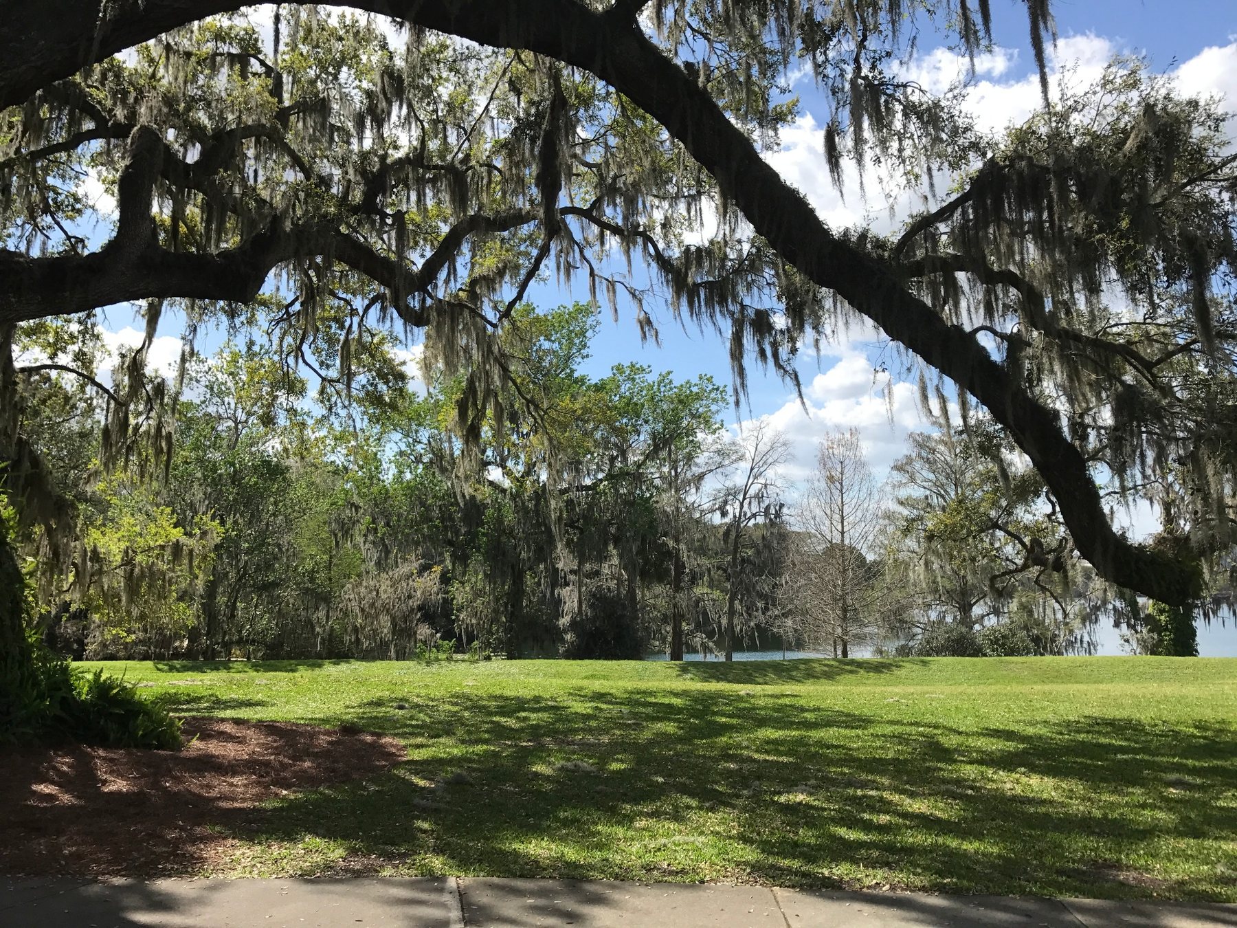 Large moss-covered oak trees arching over a green public lawn