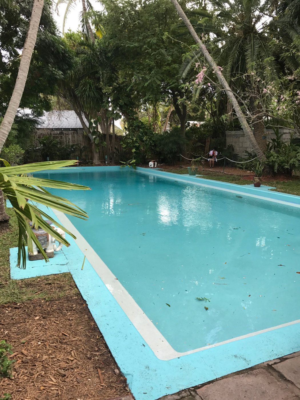 Long turquoise swimming pool surrounded by tropical plants